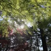 SKの画像