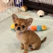 Tommyの画像