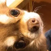 宜しくお願いします（╹◡╹）の画像