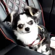げん