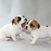 あやか