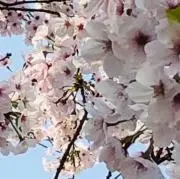 ぺしままの画像