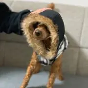ミカの画像