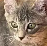こすもすの画像