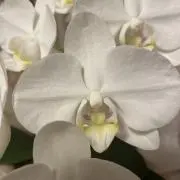 いちご華