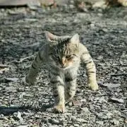 もやし