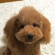 エコリン村の画像