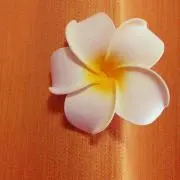 カニカニ☆の画像