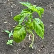 Kenshiの画像