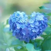 ミーチャの画像