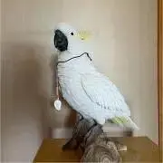 Mammyの画像