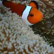しょうしんの画像