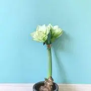 nico＊プロフお読みください＊の画像