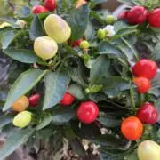 ゆる ✴︎おまとめ購入大歓迎です✴︎の画像
