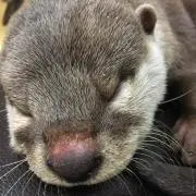 あっちゃんの画像