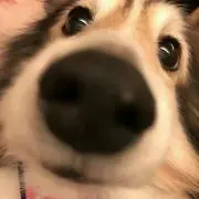 啾啾の画像