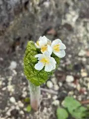 hoshihanaの画像