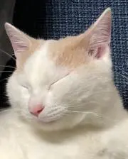 とくの画像