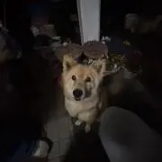 ふまふまの画像
