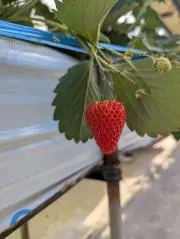 ミントの画像