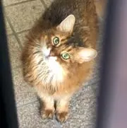 tomの画像