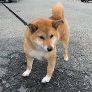 Aki
