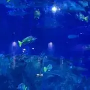 マメマメの画像