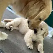 てっぽ