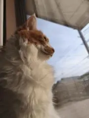 teke tekeの画像