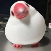 どうじの画像