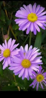 花華の画像