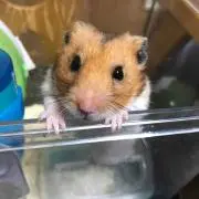 なつの画像