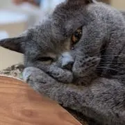 ふくれがしの画像