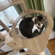 Nの画像