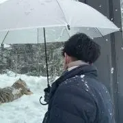 ハヤの画像