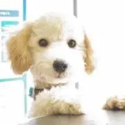 チュン太