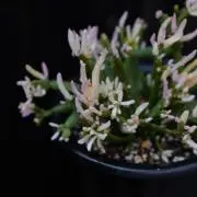 kikitaの画像