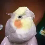 かもぎんの画像