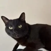 コチュジャンの画像