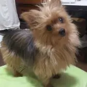 よもぎ＊お値下げ交渉ご遠慮下さいの画像