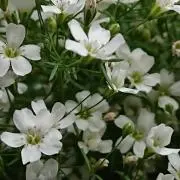 レン太郎丸の画像