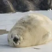 ショーン