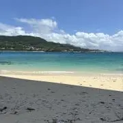 パインの画像