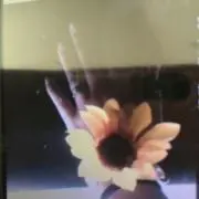 なえたん@@