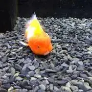 トトの画像