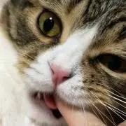 ナイターの画像