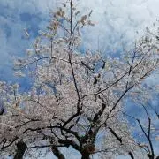 レモンの画像