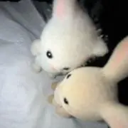 Yの画像