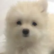 れいれいの画像