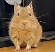 たろろん